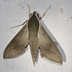 Theretra indistincta