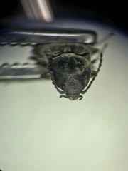 Hadromorphus inflatus