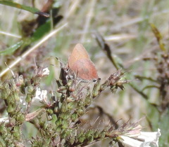 Callophrys augustinus iroides