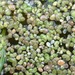 Fat Duckweed - Photo (c) Roberto Sindaco, some rights reserved (CC BY-NC-SA), uploaded by Roberto Sindaco