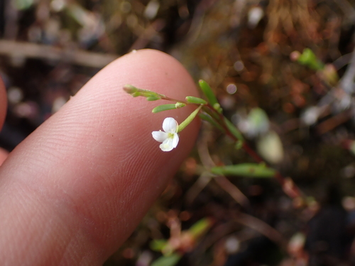 Image of Gayophytum diffusum by no rights reserved