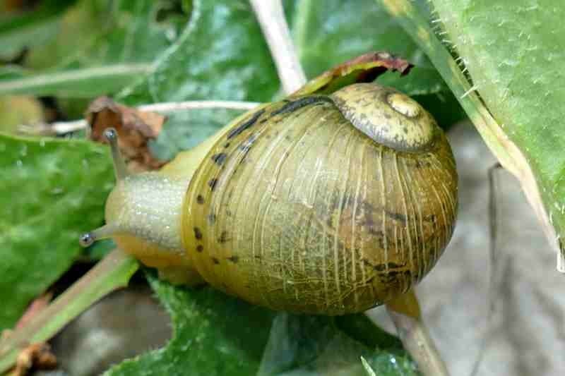 Grunzschnecke