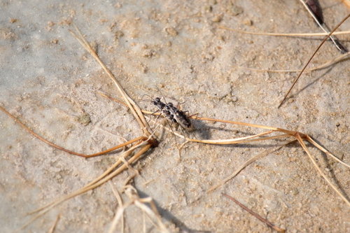 Margined Tiger Beetle photo 4