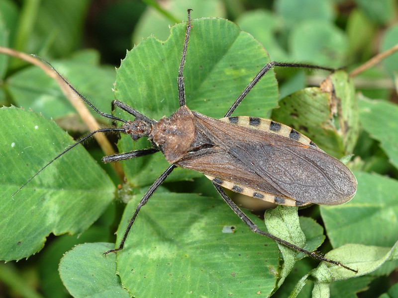 Holotrichius denudatus