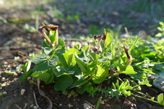 Aristolochia rotunda