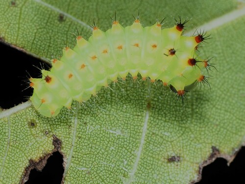 North American Luna Moth, photo 7 of 9