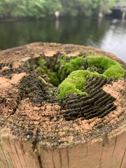 Gemmabryum