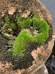 Gemmabryum