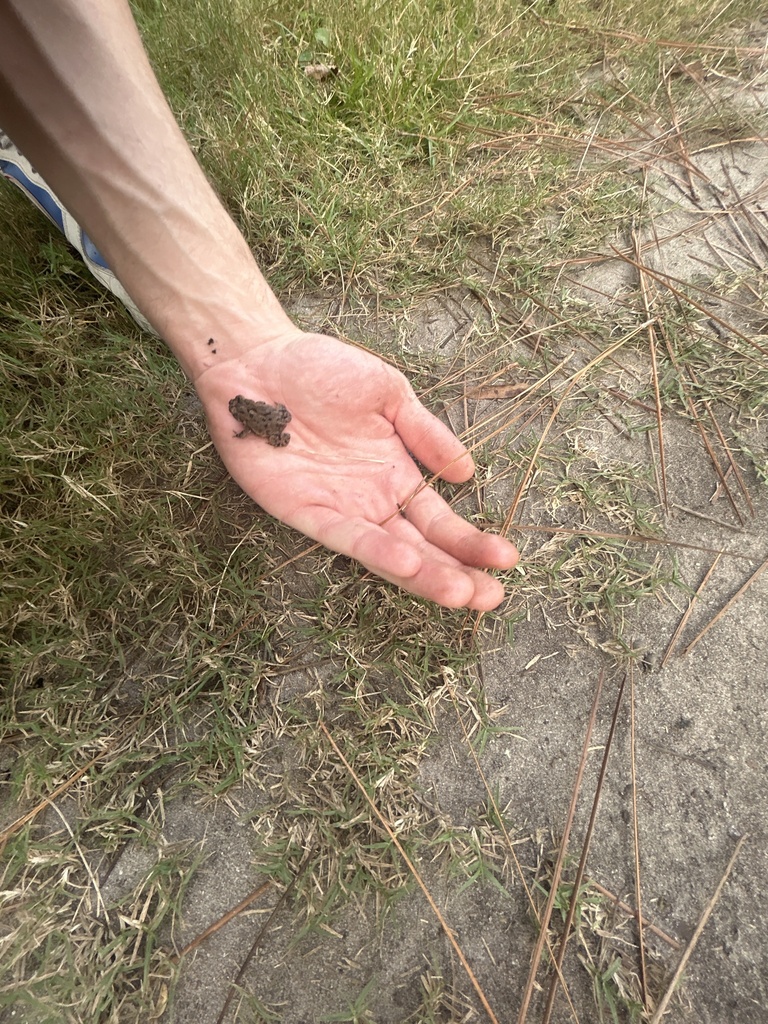 Southern Toad from University Of North Carolina, Wilmington, NC, US on ...