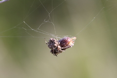 Acanthepeira