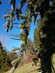 Abies homolepis