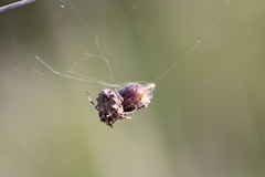 Acanthepeira