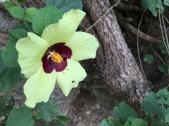 Hibiscus calyphyllus