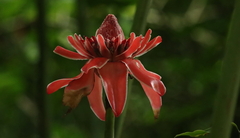 Etlingera elatior image