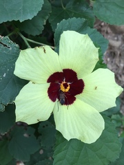 Hibiscus calyphyllus