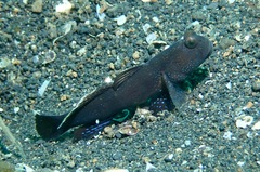 Cryptocentrus fasciatus