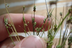 Isolepis pseudosetacea