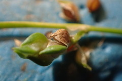 Isolepis pseudosetacea