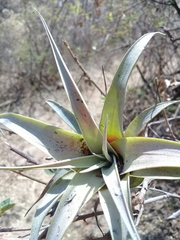 Tillandsia utriculata