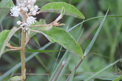 Croton argyranthemus