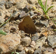 Callophrys augustinus iroides
