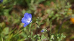 Nemophila menziesii