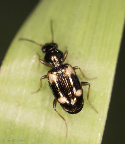 Garden Bembidion Beetle