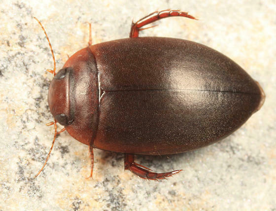 Agabetes acuductus