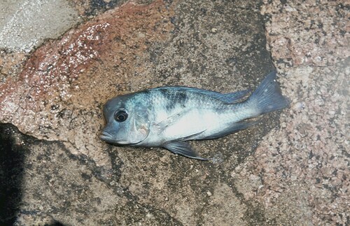 Cyrtocara moorii