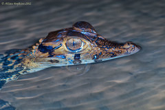 Melanosuchus niger