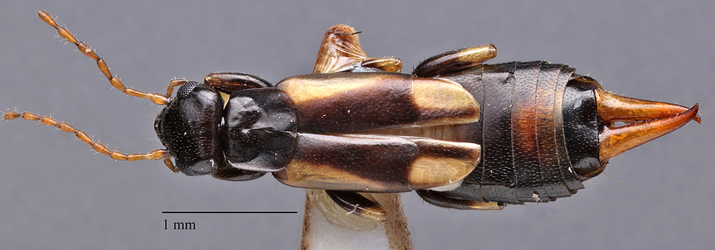 Spongovostox semiflavus