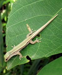 Lygodactylus