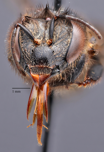 Asian Honey Bee, photo 10 of 10