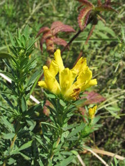 Chamaecytisus austriacus
