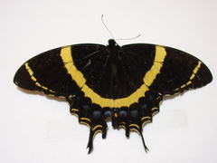 Papilio garamas