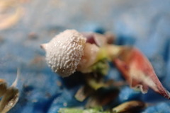 Scleria ciliata