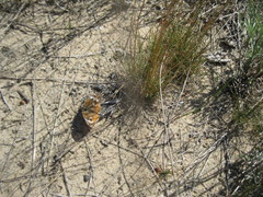 Lycaena phlaeas hypophlaeas