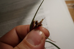 Scleria ciliata