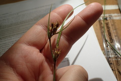 Scleria ciliata