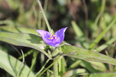 Tradescantia humilis