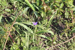Tradescantia humilis