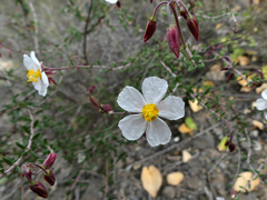 Cistus clusii