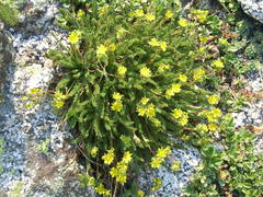 Ivesia lycopodioides