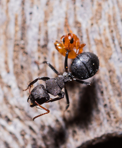 Camponotus mayneiCamponotus maynei