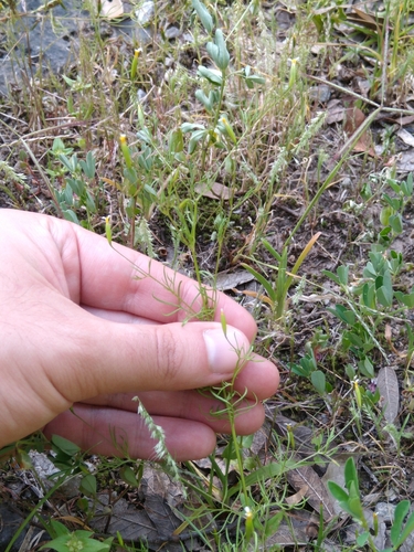 Image of Tagetes micrantha by (c) Jordi Martínez Martínez, some rights reserved (CC BY)