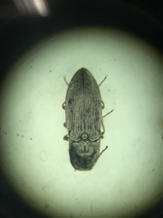 Hadromorphus inflatus