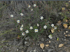 Cistus clusii
