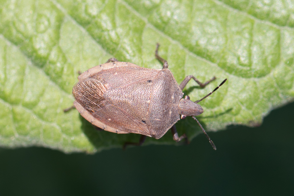 Rice Stem Stink Bug