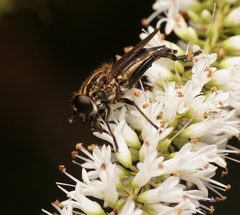 Orthoprosopa bilineata