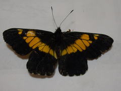 Catasticta teutila